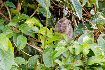 Die faszinierende Welt Borneos