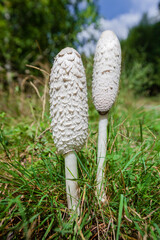 Lawyer's wig, or shaggy ink cap, (Coprinus comatus), mushroom in the forest, Pyrenees, Spain