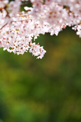 桜に注目
