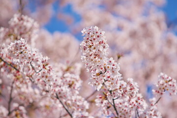 Fototapeta premium 満開の桜と春の喜び