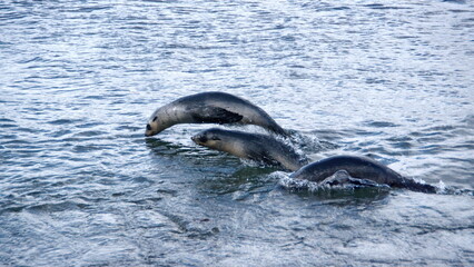 Antarctic fur seals (Arctocephalus gazella) swimming and jumping off the beach at the old whaling station at Stromness, South Georgia Island © Angela