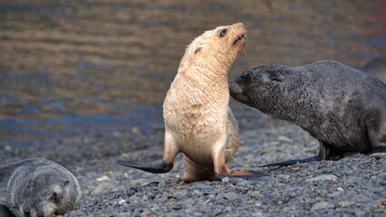 Blonde, or leucistic, Antarctic fur seal pup (Arctocephalus gazella) playing with another seal pup on the beach at the old whaling station at Stromness, South Georgia Island