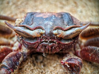 Dead crab carcasses on the beach