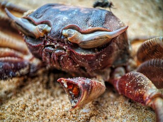 Dead crab carcasses on the beach