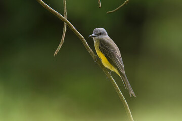 A bird hunting flying insects.
Tropical Kingbird.
(Tyrannus melancholicus)
Common name in Latam: Sirirí
