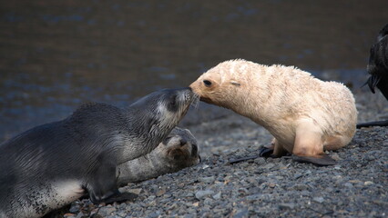 Blonde, or leucistic, Antarctic fur seal pup (Arctocephalus gazella) playing with another seal pup on the beach at the old whaling station at Stromness, South Georgia Island