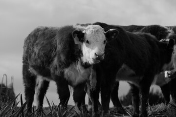 Hereford cattle shows calves as beef herd on Texas farm in black and white.