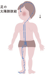 足の太陽膀胱経の流注を男性の身体で表したイラスト