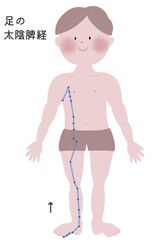 足の太陰脾経の流注を男性の身体で表したイラスト