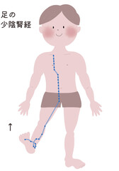 足の少陰腎経の流注を男性の身体で表したイラスト