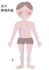 足の厥陰肝経の流注を男性の身体で表したイラスト