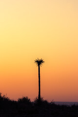 tree silhouette during stunning cloudless colorful sunset