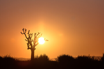 tree silhouette during stunning cloudless colorful sunset