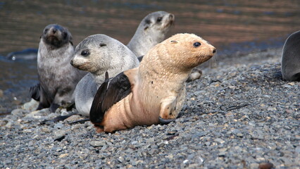 Obraz premium Blonde, or leucistic, Antarctic fur seal pup (Arctocephalus gazella) with other seal pups on the beach at the old whaling station at Stromness, South Georgia Island