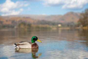 Beautiful Mallard duck on a calm lake