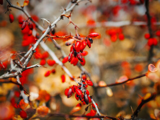 red berries in autumn