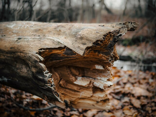 autumn leaves in the forest