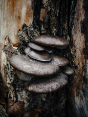 mushrooms on a tree trunk