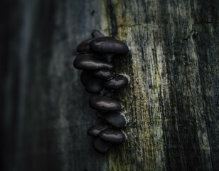 coffee beans on a wooden background