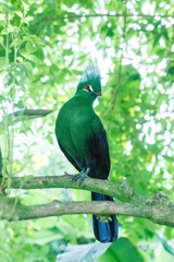 red eyed green bird resting