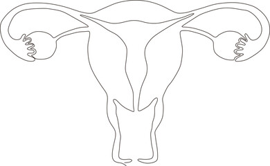 continuous line art drawing of female reproductive uterus