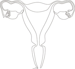 continuous line art drawing of female reproductive uterus
