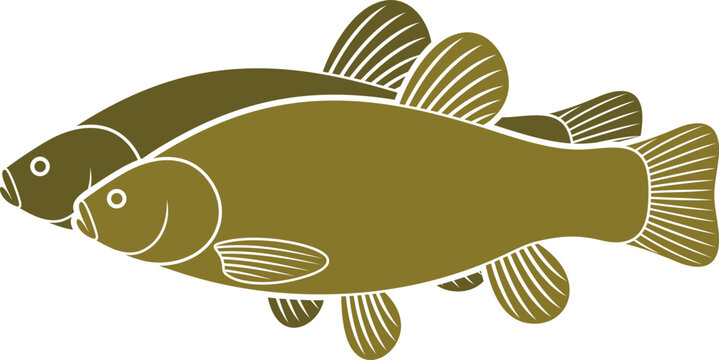 Tench logo. Isolated tench on white background