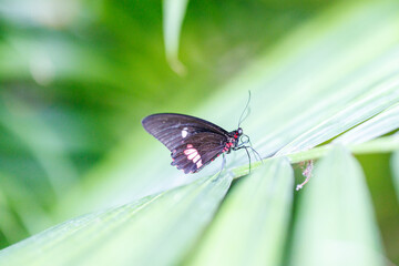 Butterfly, Key West