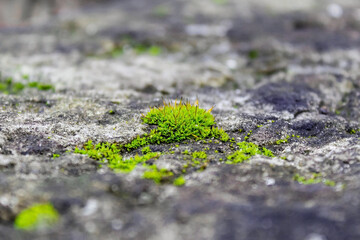 green moss on the stone