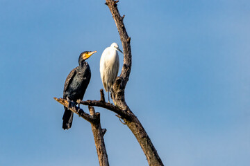 cormorano e airone bianco