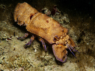Mediterranean slipper lobster 