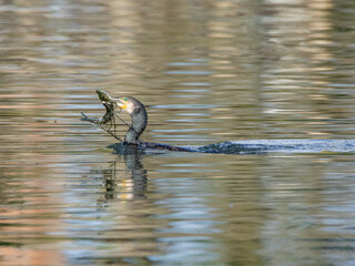 Cormorant with fish 