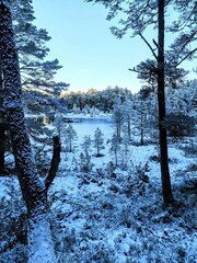 Lake in Winter - Loch an Eilein