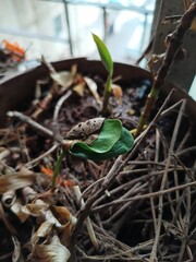  Growing Plant Sappliing 