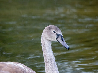 Cygnet portrait