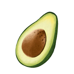 Avocado fruit illustration.
