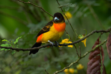 Colourful tropical bird.
Flame-rumped tanager
(Ramphocelus flammigerus).

The female with her beautiful orange and yellow hues, and the male with his black and red plumage.