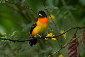 Colourful tropical bird.
Flame-rumped tanager
(Ramphocelus flammigerus).

The female with her beautiful orange and yellow hues, and the male with his black and red plumage.