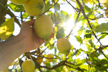 Hand grabbing a lemon from the tree and the sun appears between the leaves. Lemons with denomination of origin in Murcia, Spain. Concept of sustainable, ecological and local planting - obrazy, fototapety, plakaty