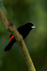 Colourful tropical bird.
Flame-rumped tanager
(Ramphocelus flammigerus).

The female with her beautiful orange and yellow hues, and the male with his black and red plumage.
