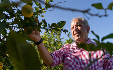 Older farmer collects lemons with denomination of origin from Murcia. Murcia orchard. Subjective view of a lemon. Lemon season concept - obrazy, fototapety, plakaty