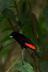 Colourful tropical bird.
Flame-rumped tanager
(Ramphocelus flammigerus).

The female with her beautiful orange and yellow hues, and the male with his black and red plumage.