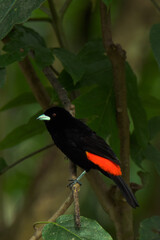 Colourful tropical bird.
Flame-rumped tanager
(Ramphocelus flammigerus).

The female with her beautiful orange and yellow hues, and the male with his black and red plumage.