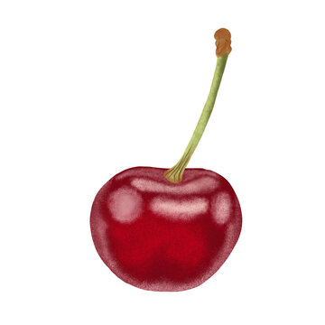 Red Cherries Illustration.