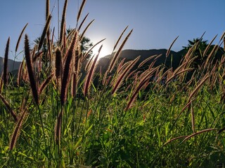 Fototapeta premium grass and sky