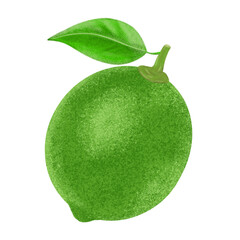 Green lemon illustration, color painting.