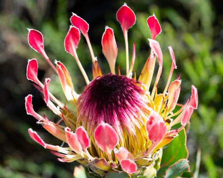 Protea eximia growing on the sandstone slopes on the southern end of the Swartberg Pass, near Prince Albert, Western Cape.