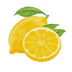 Lemon illustration, color painting.