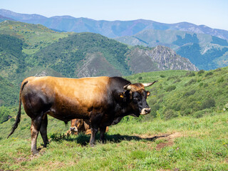 Toro macho de color marrón y negro con cuernos en un paisaje de montañas verdes en el norte de...