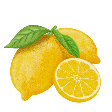 Lemon illustration, color painting.